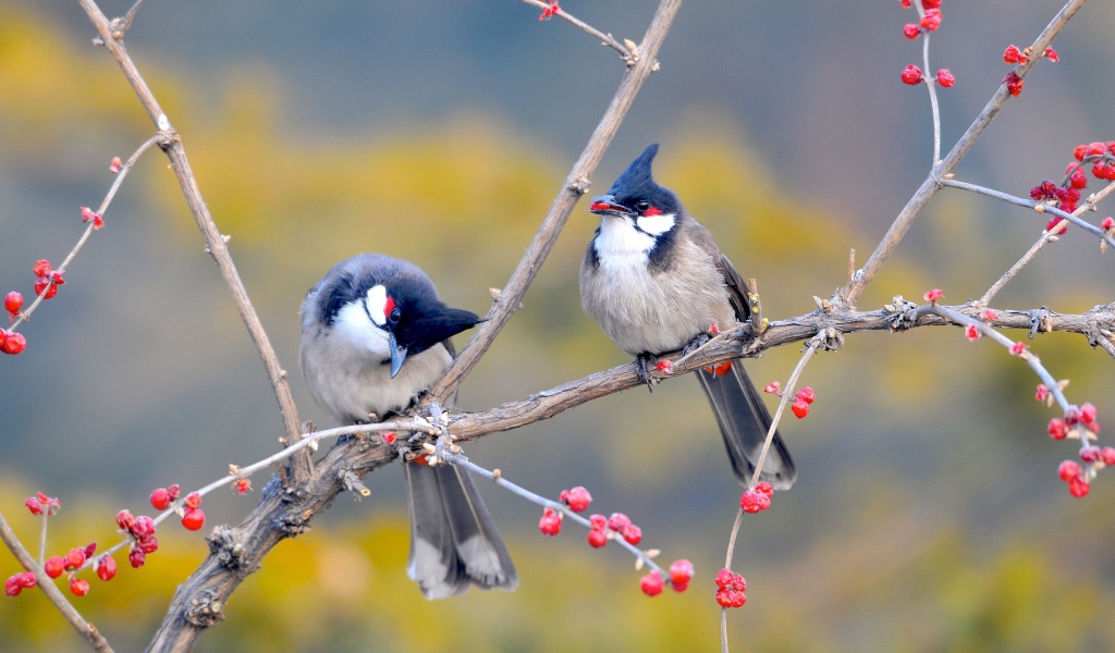 Красноусые птицы 