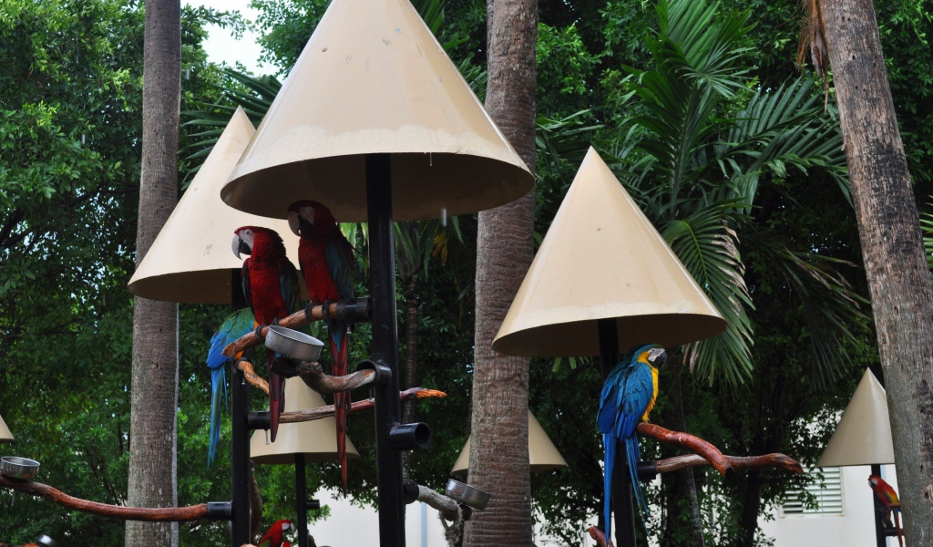 Крыши для попугаев