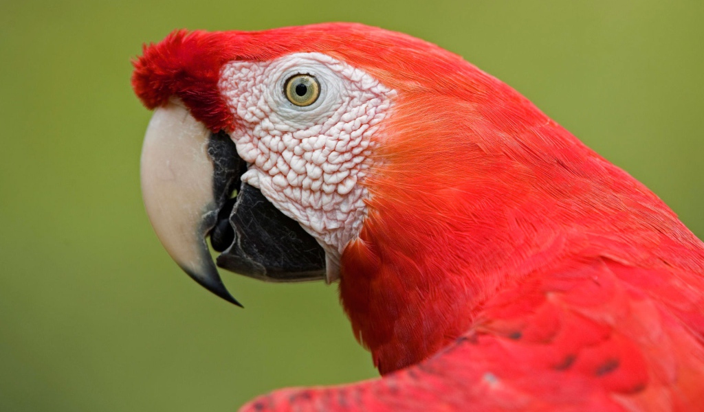 Амазонский попугай