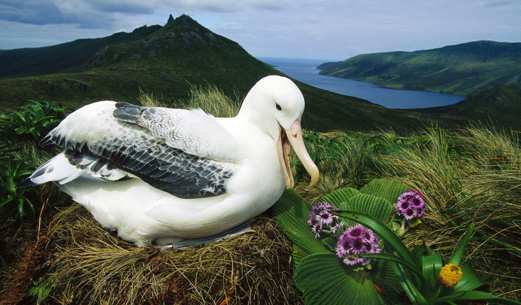 Альбатрос сидит на гнезде