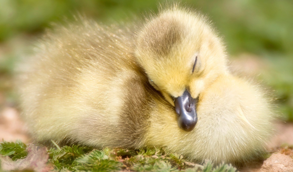 Спящий утенок