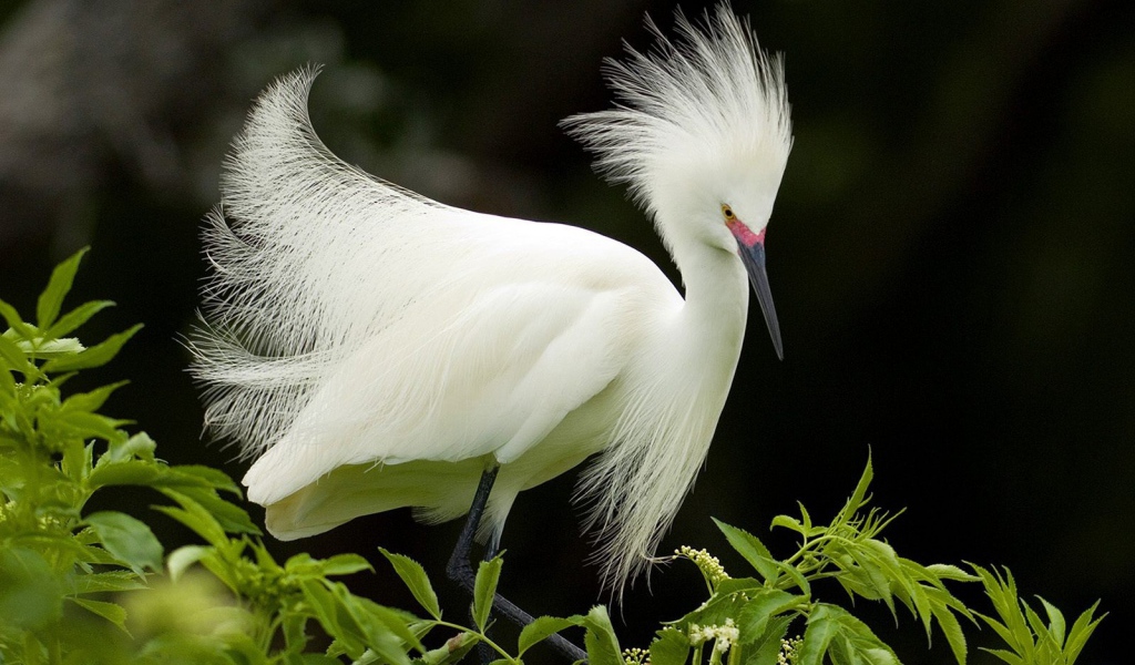 Снежная цапля в брачном наряде
