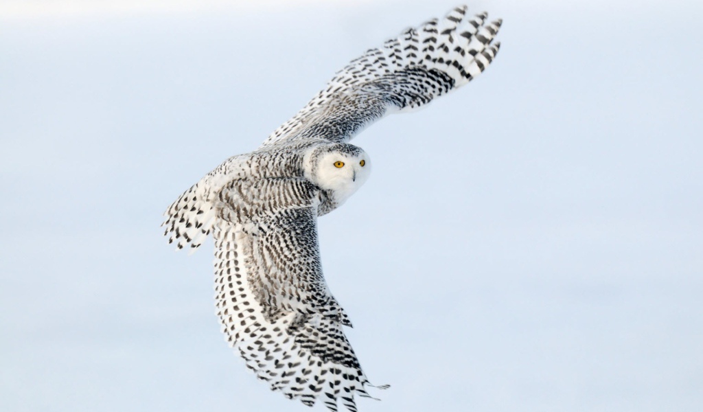 Снежная сова