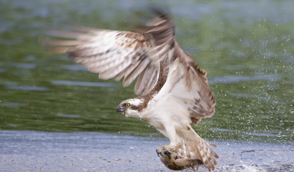Сокол схватил рыбу