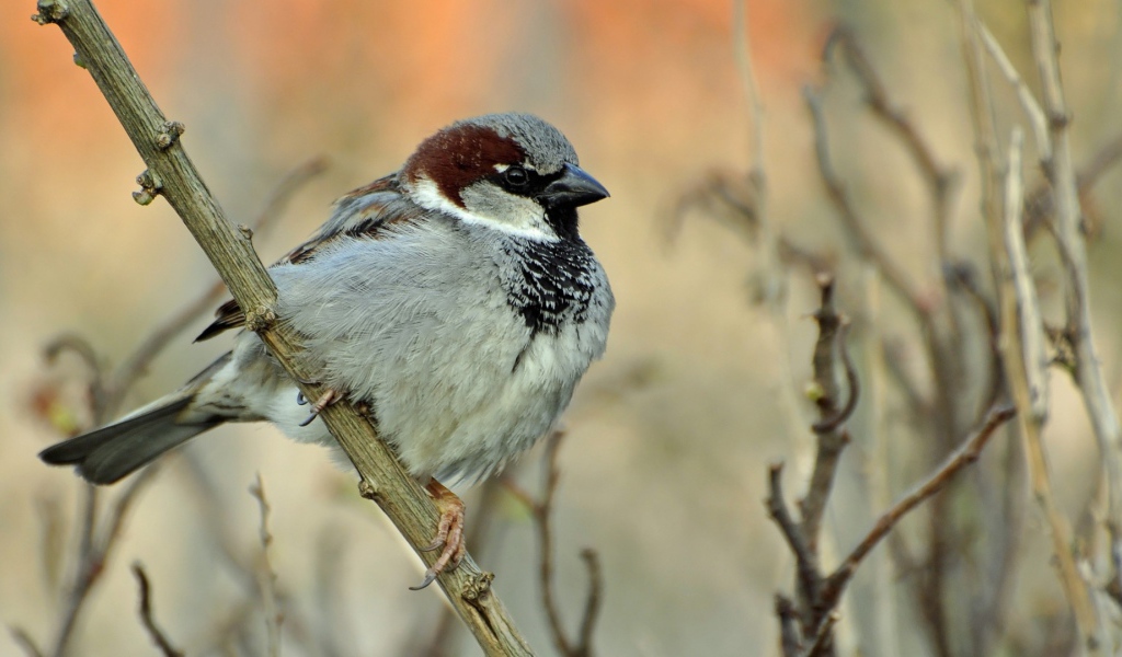 Воробей на ветке