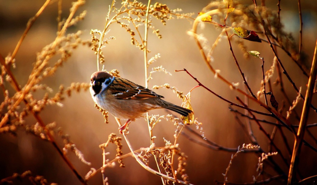 Воробей сидит на ветке