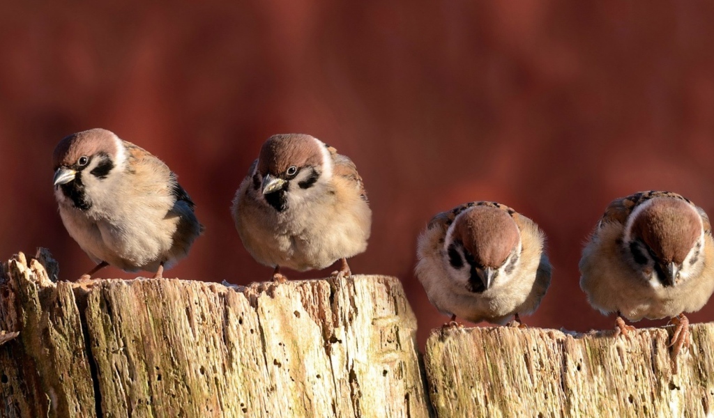 Воробьи сидят на заборе