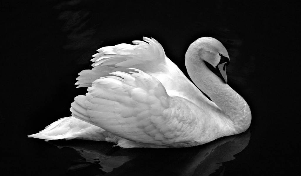 Лебедь невероятной красоты