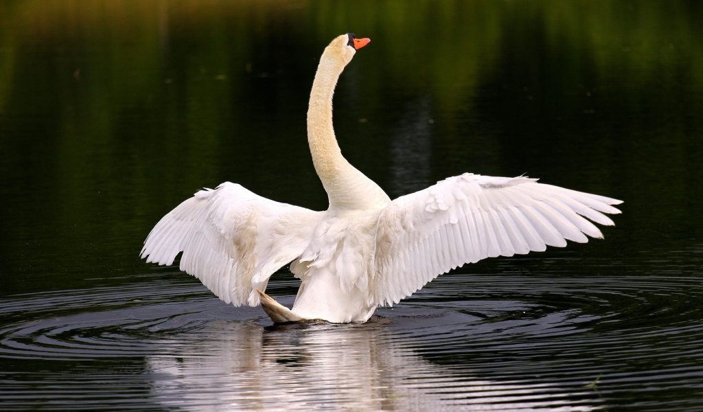 Лебедь собирается взлететь