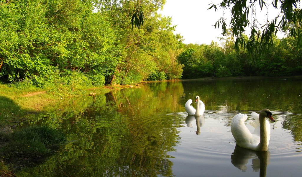 Лебединое озеро