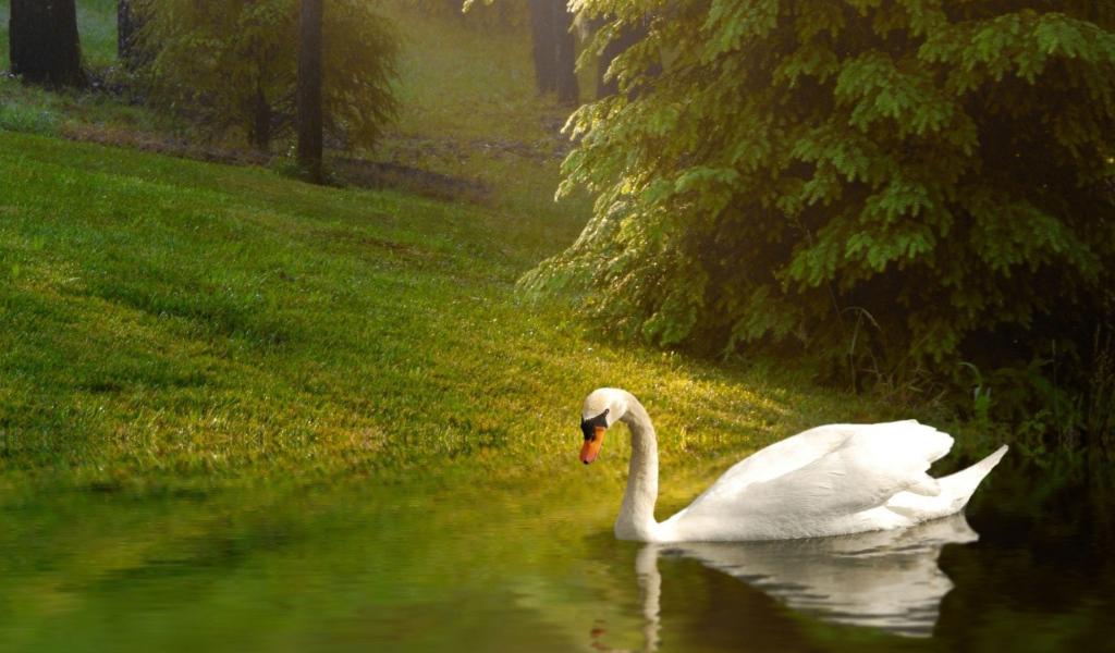 Лебедь у берега