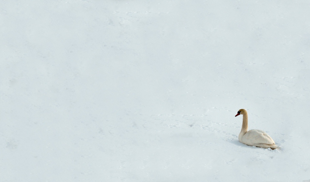 Лебедь на снегу