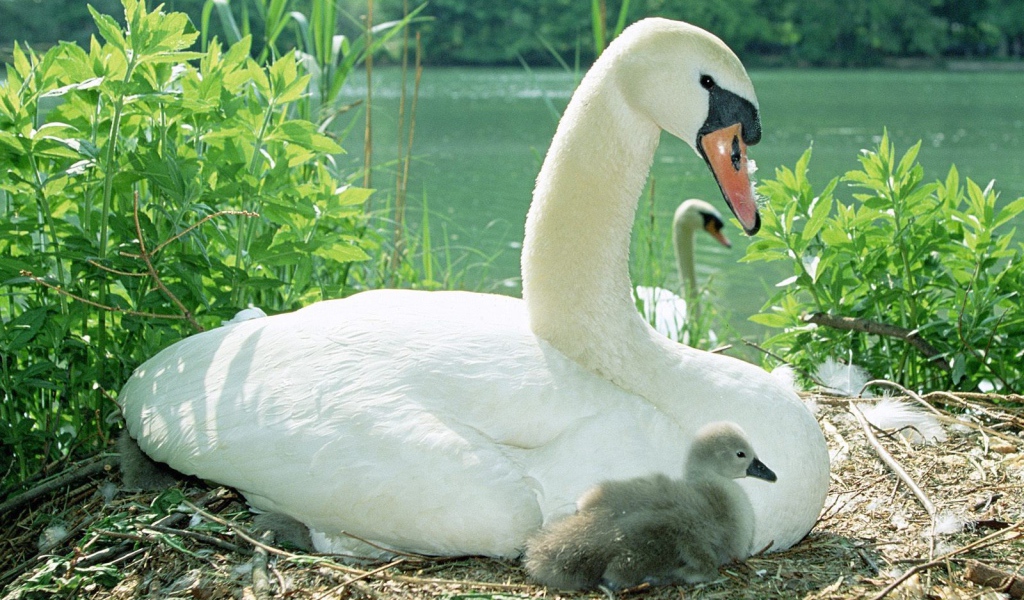 Лебедь с птенцом