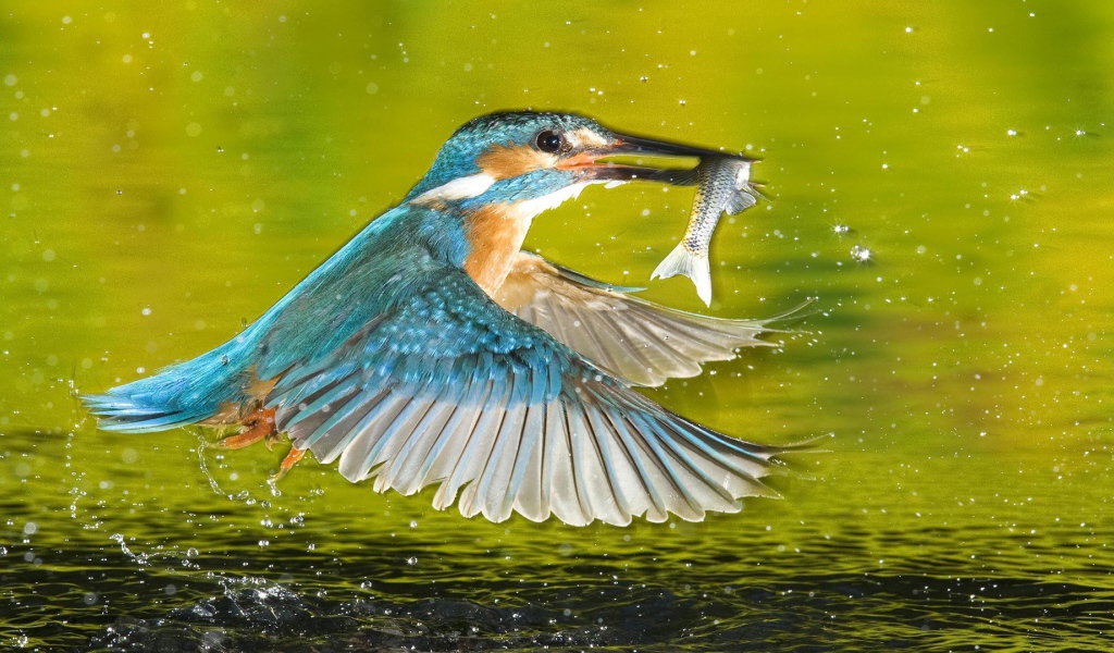 Птица поймала рыбу