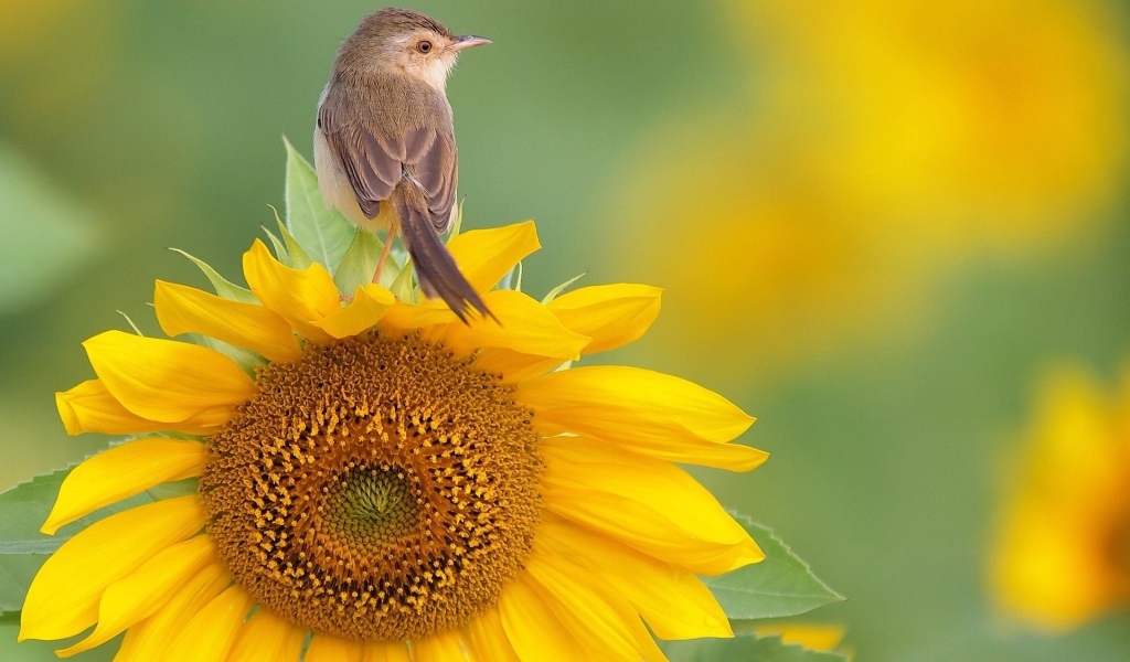 Птица сидит на подсолнухе