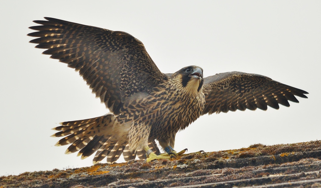 Птица расправила крылья