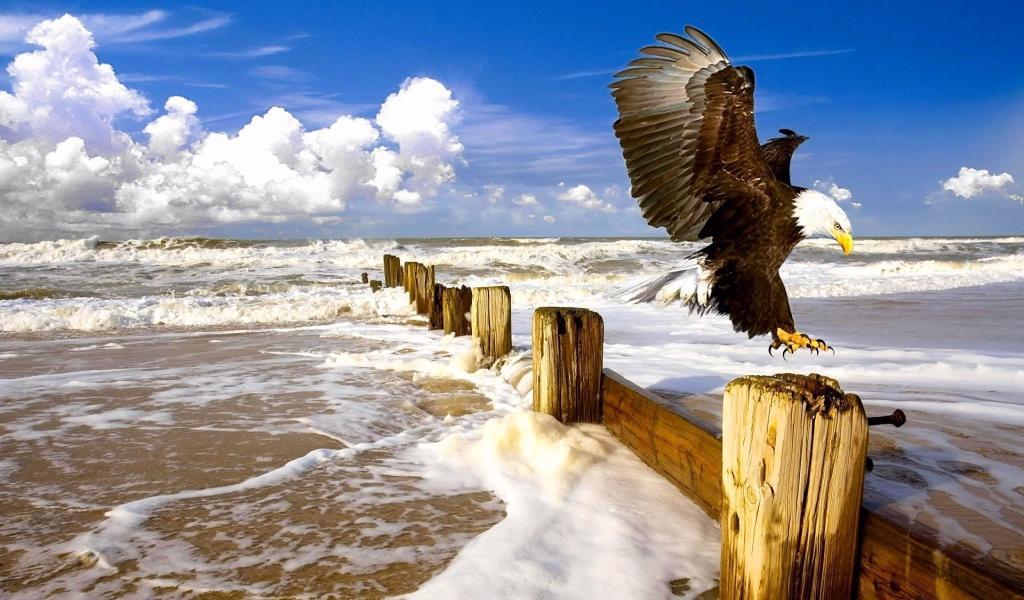 Орел садится на столб