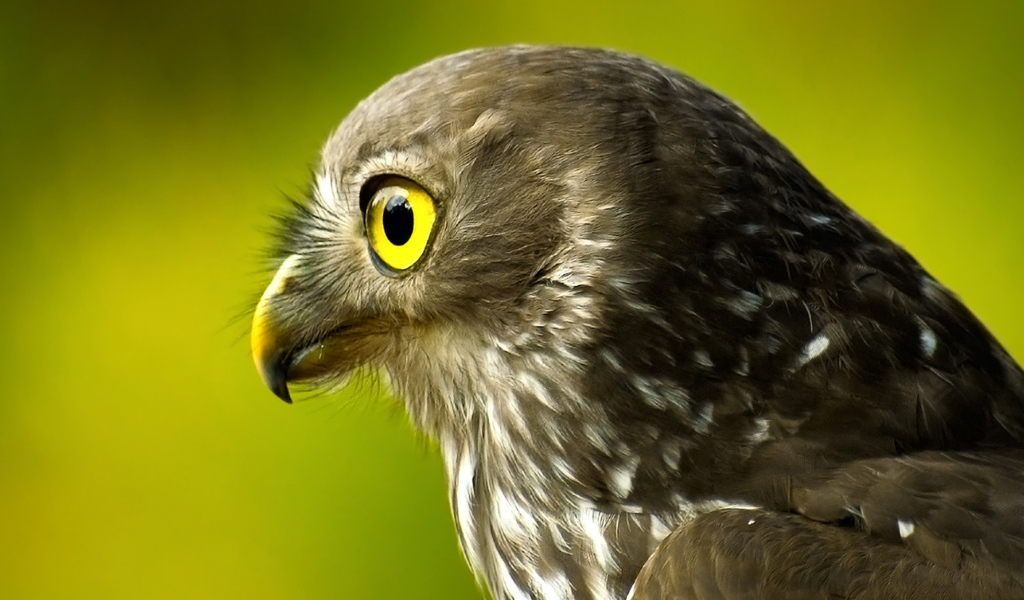 Голова сокола