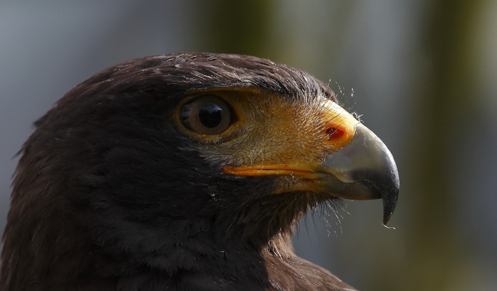 Голова орла