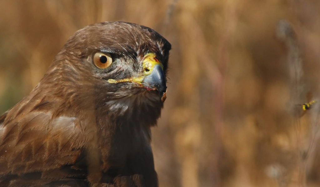 Голова орла