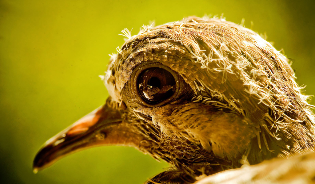 Голова новорожденного птенца