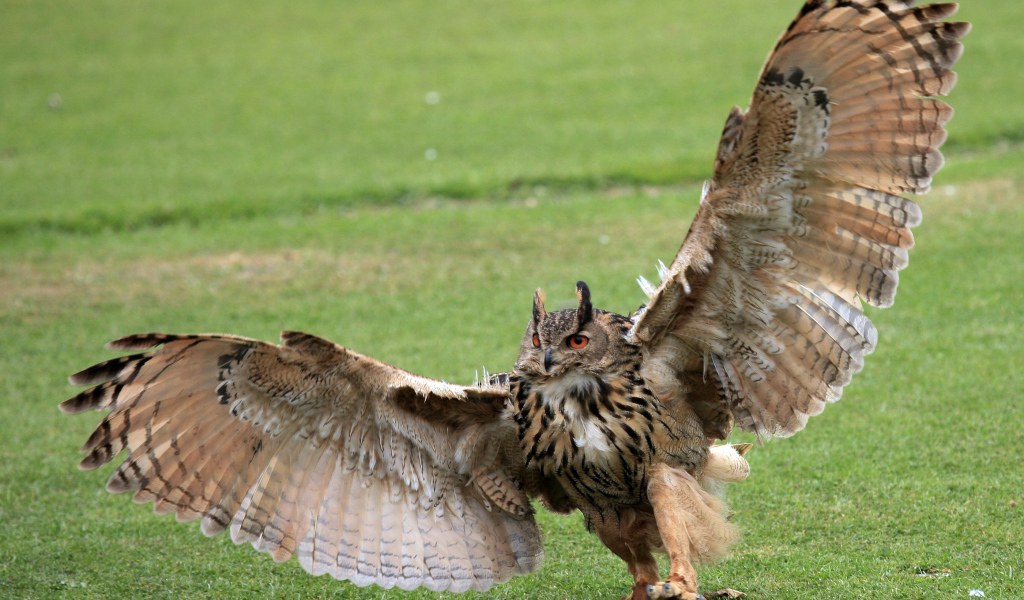 Размах крыльев у совы