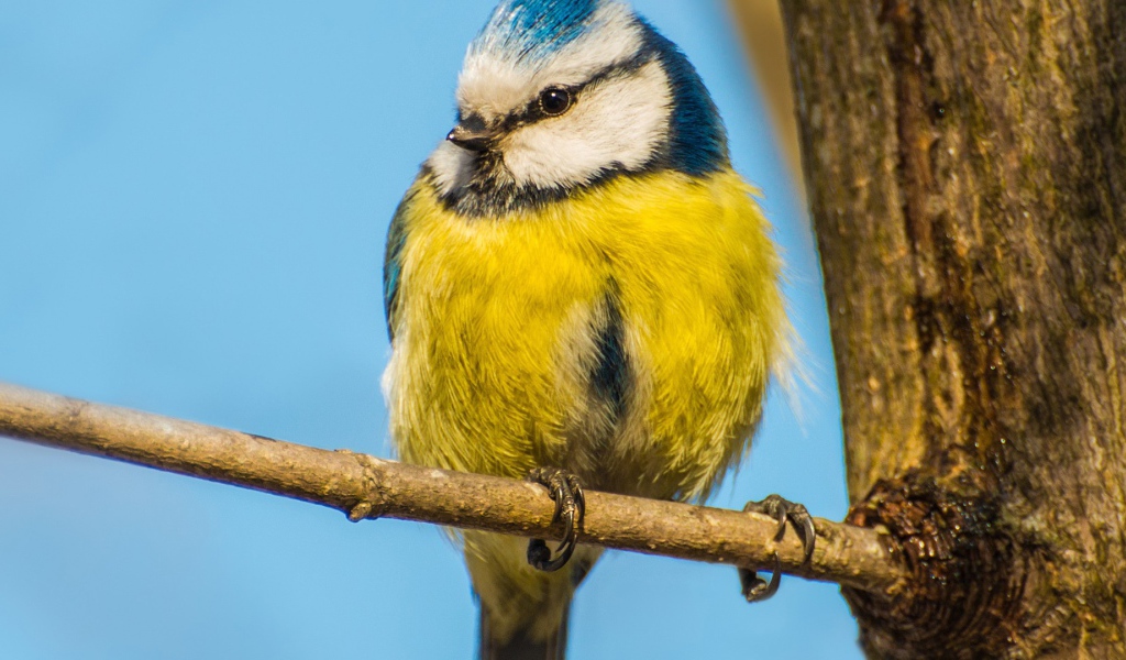 Синица сидит на ветке