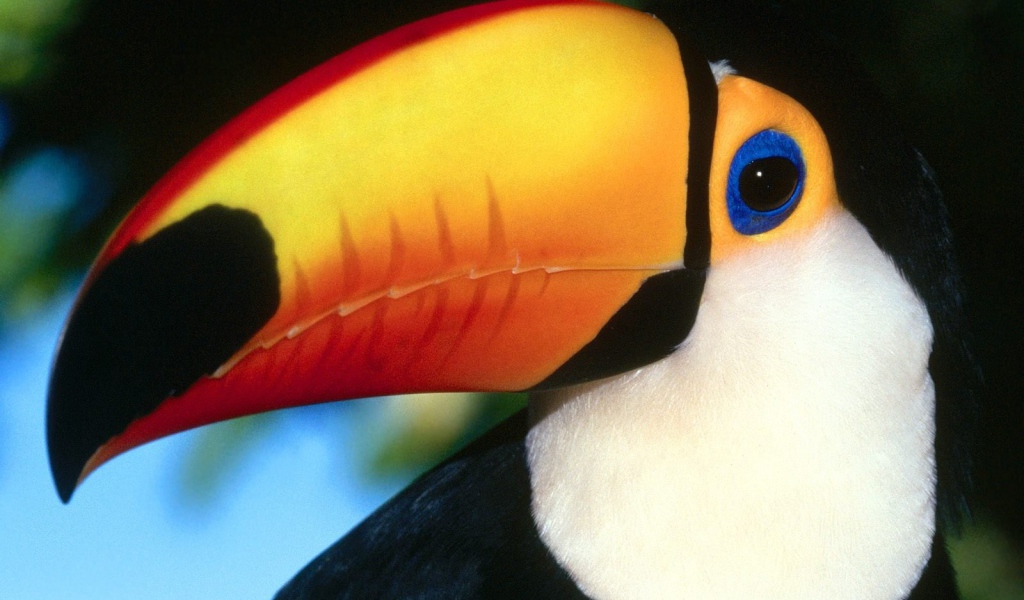 Птица тукан