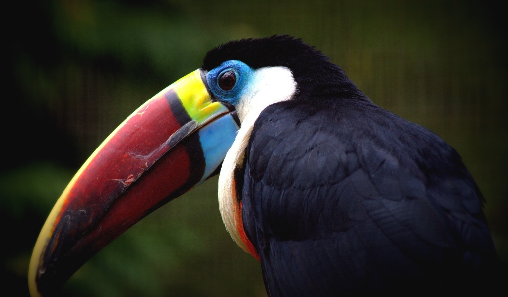 Клюв птицы тукана