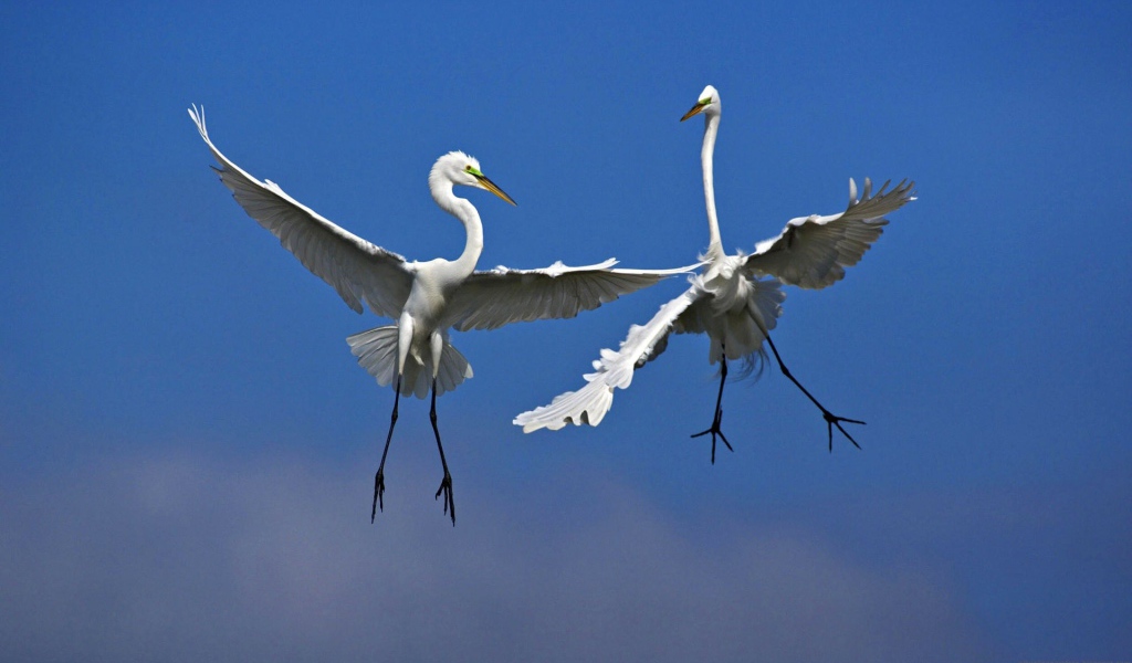 Две птицы в воздухе