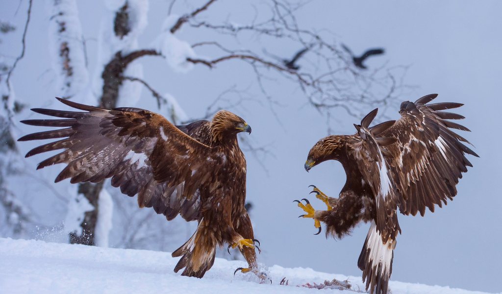 Две птицы зимой