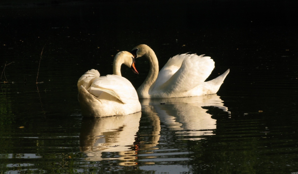 Два лебедя на воде
