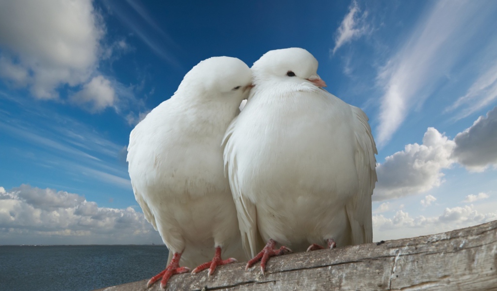 Два белых голубя