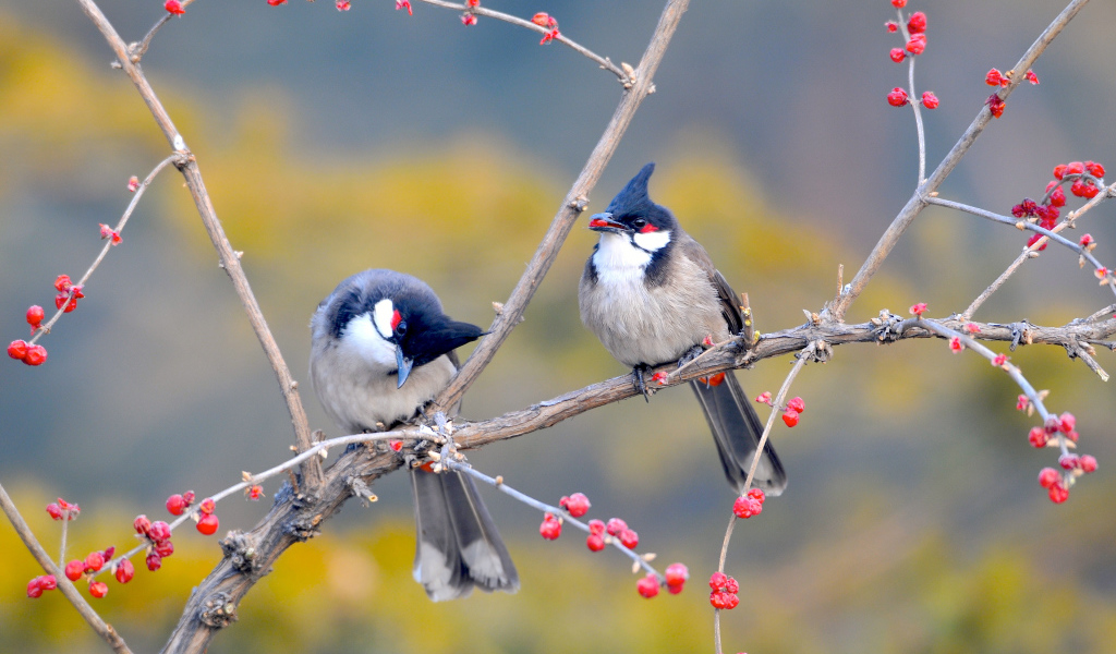 Необычные птицы на дереве