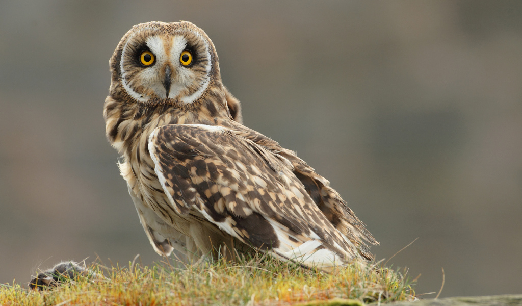 Настороженная сова на траве