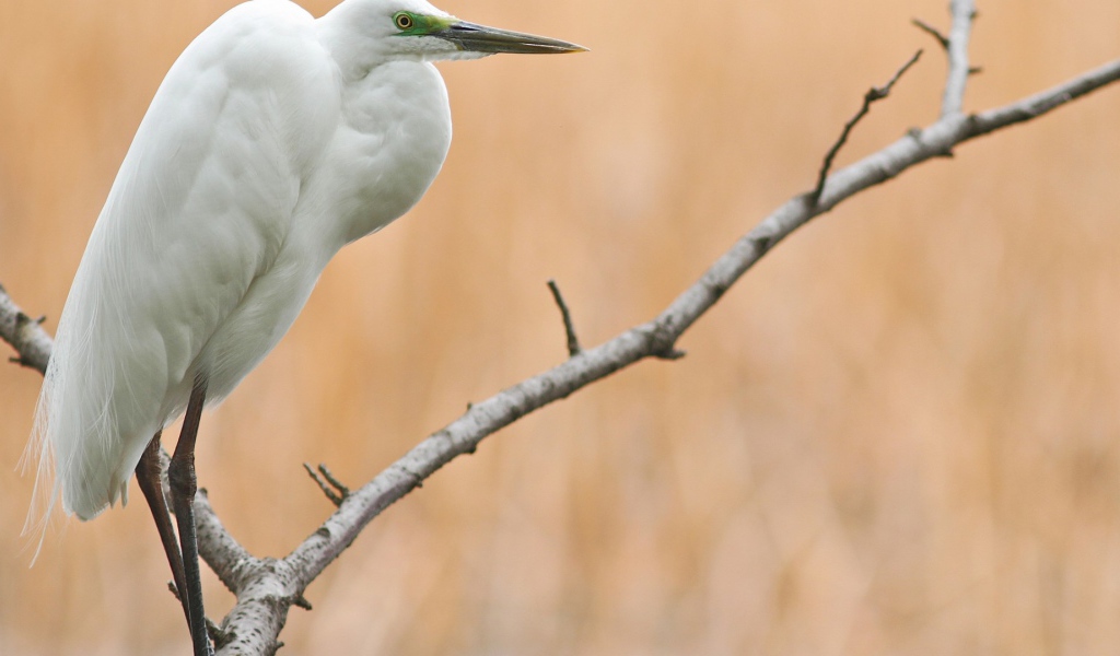 Белая птица