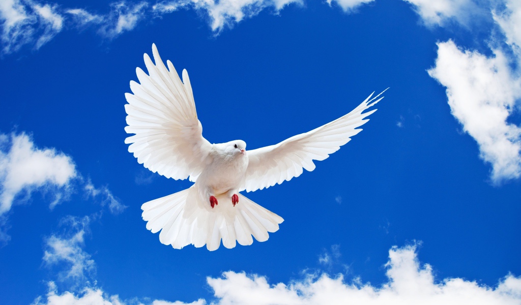 Белый голубь