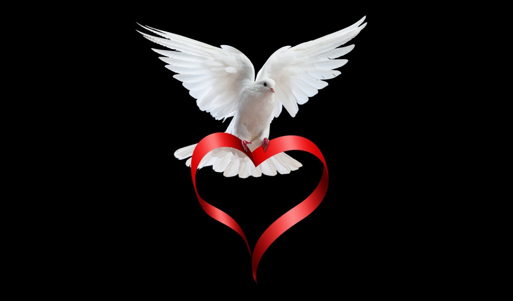 White dove with a heart