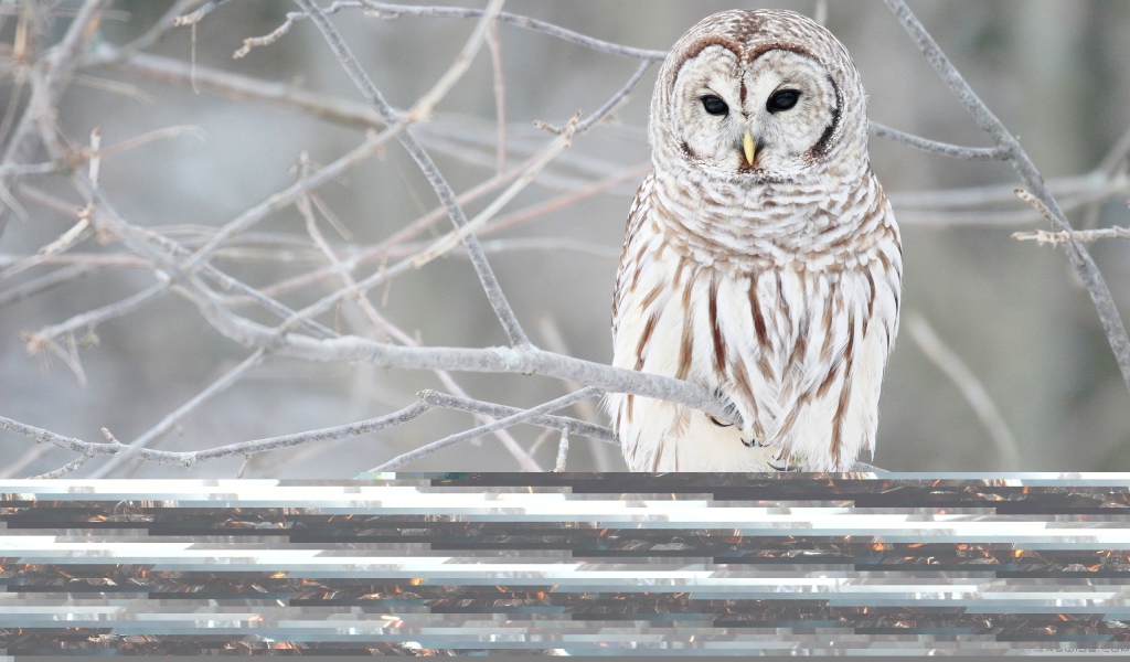 Белая сова