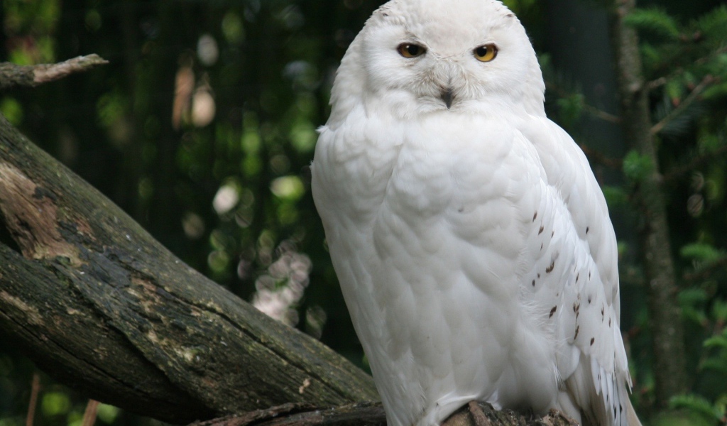 Белая сова