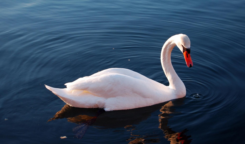 Белый лебедь на озере
