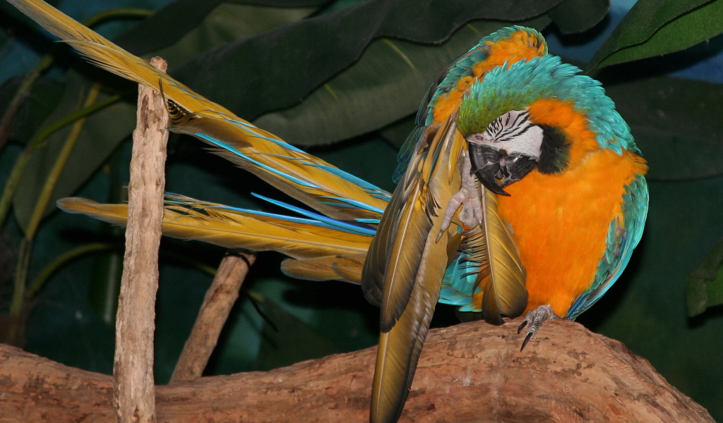 Желто синий попугай