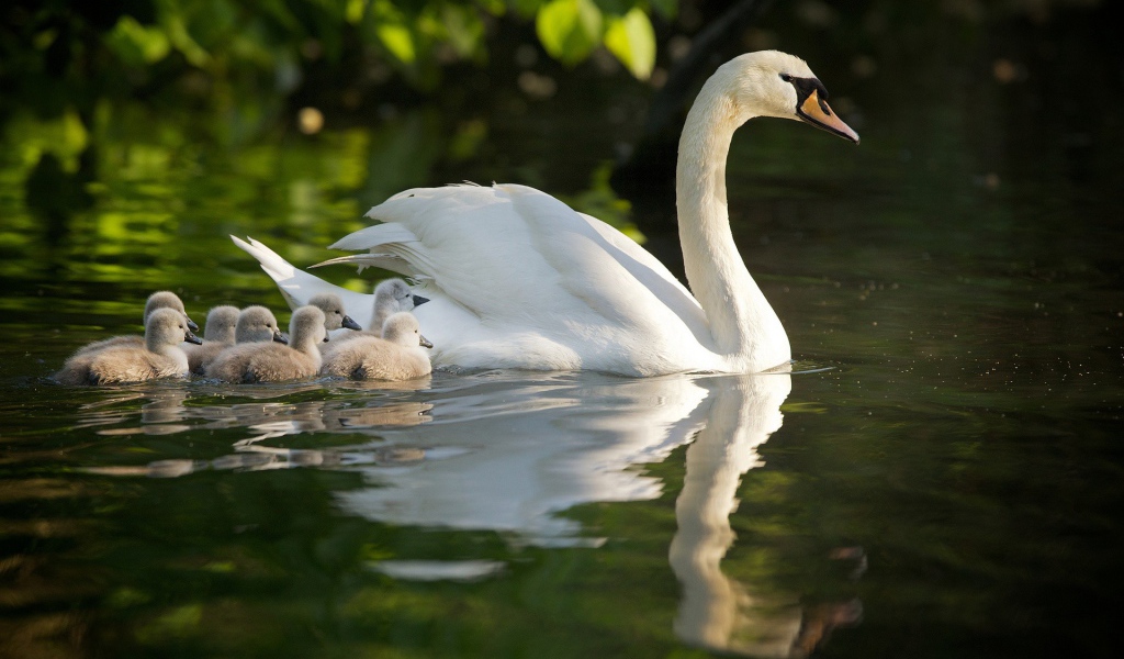 Лебедь со своими детями