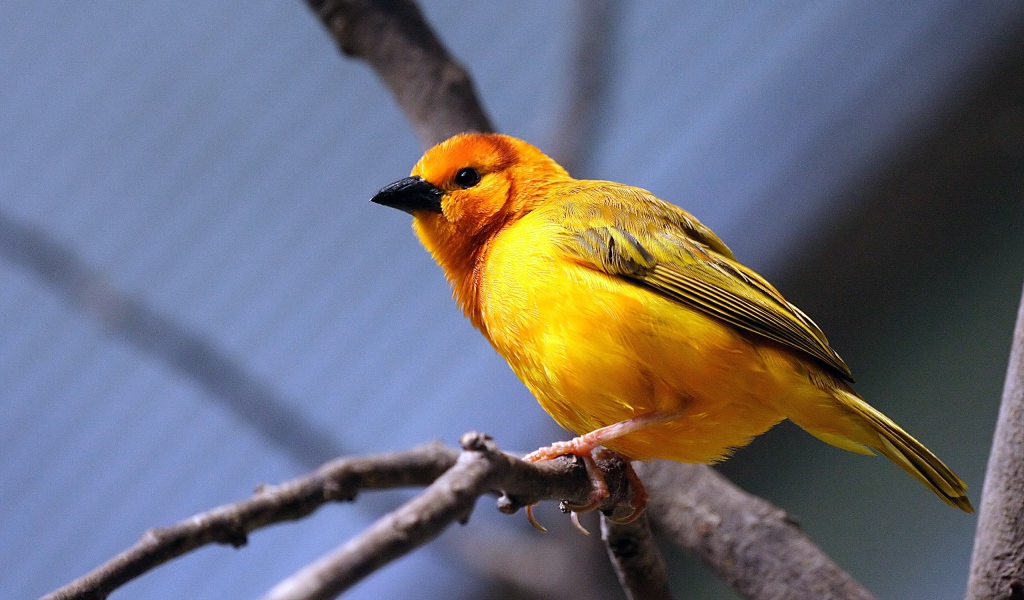 Желтая птица на ветке