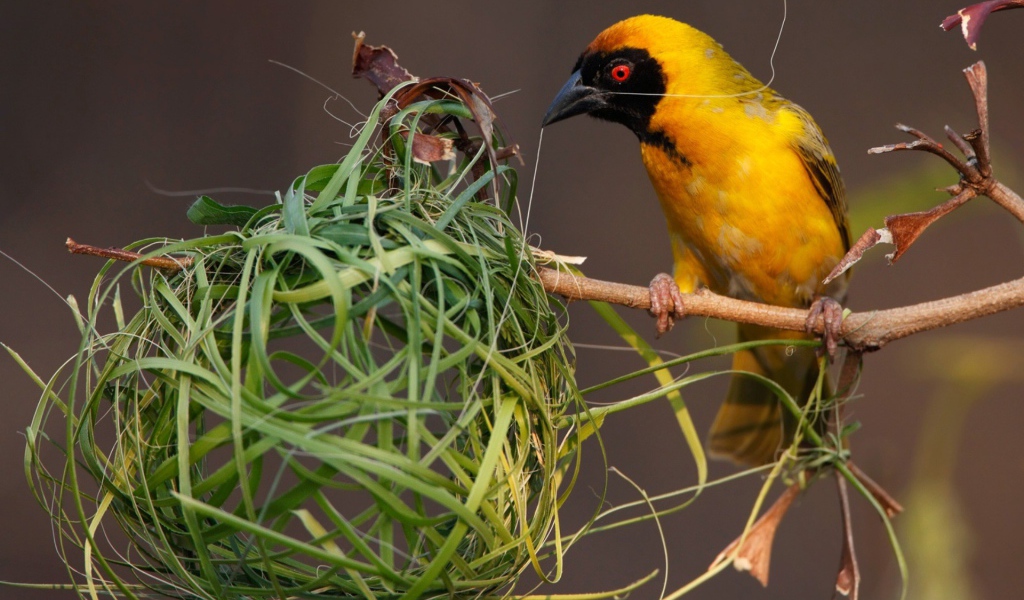 Птица делает гнездо