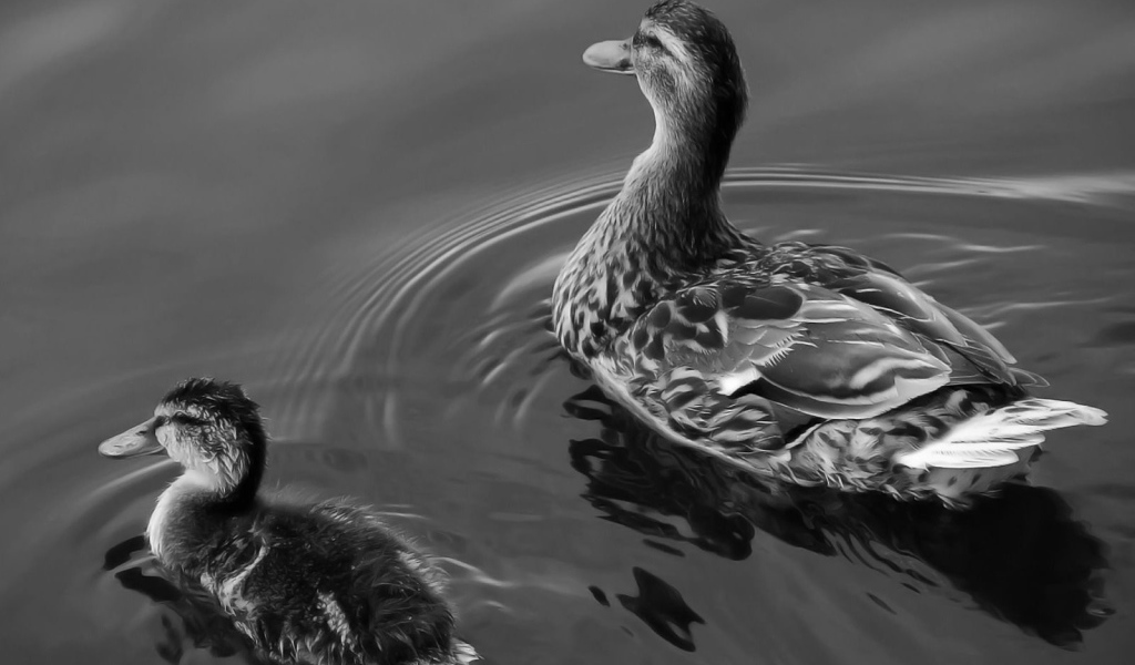 Утка с утенком