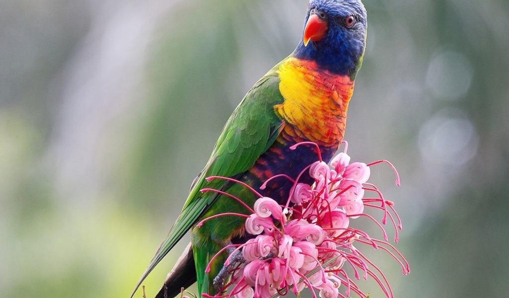 Попугай сидит на цветке