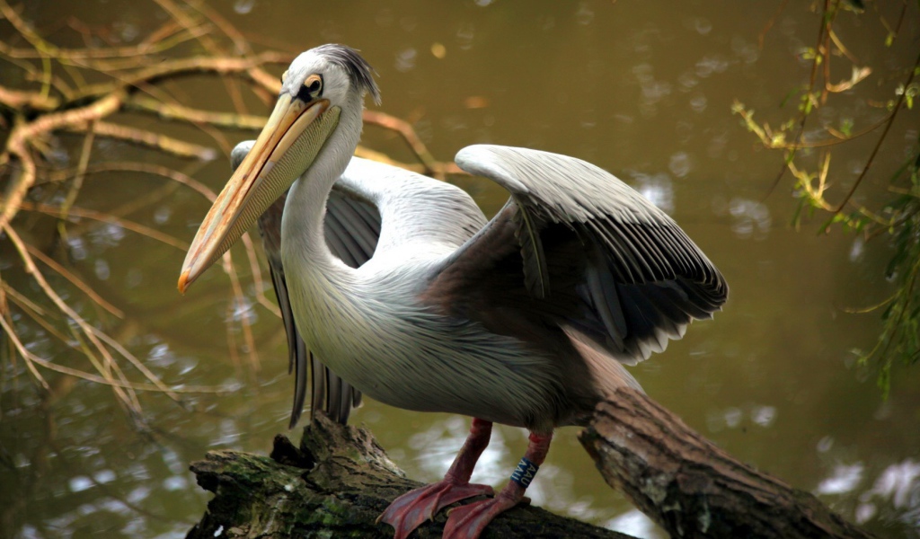 Пеликан на бревне