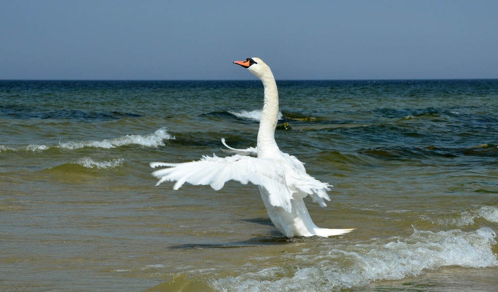 Лебедь на море