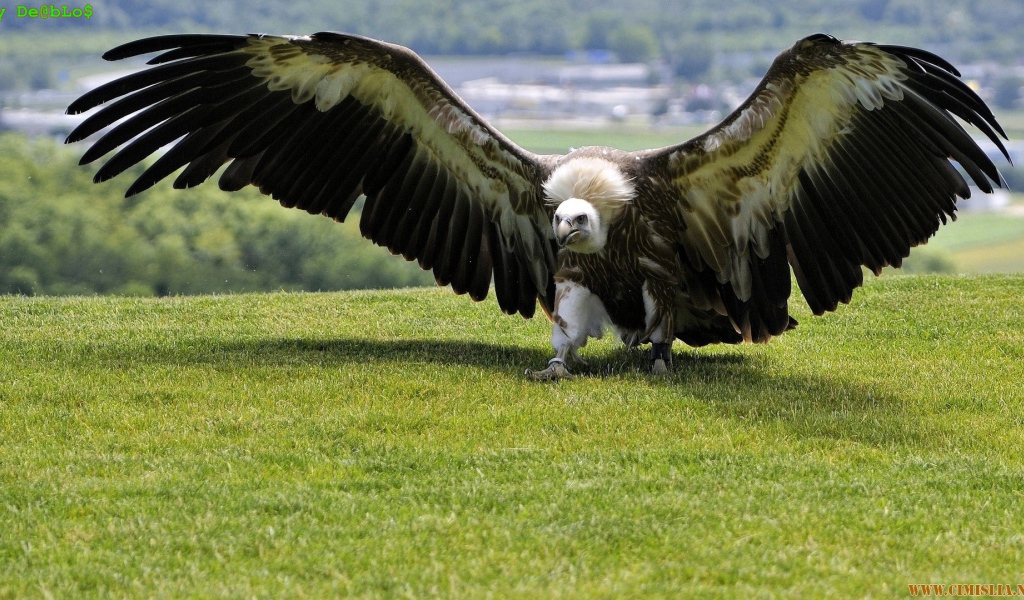 Размах крыльев орла